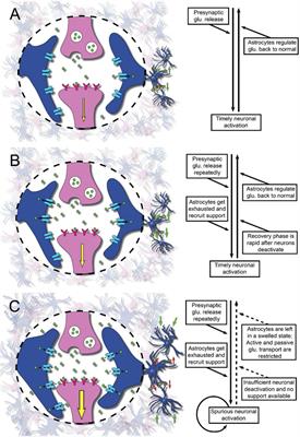 Long-Lasting Pathological Mental Fatigue After Brain Injury–A Dysfunction in Glutamate Neurotransmission?